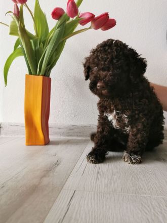 LAGOTTO ROMAGNOLO