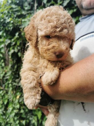 LAGOTTO ROMAGNOLO