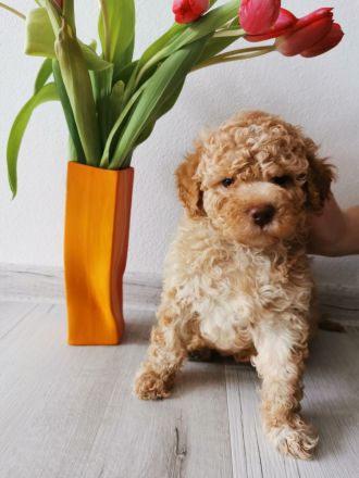 LAGOTTO ROMAGNOLO