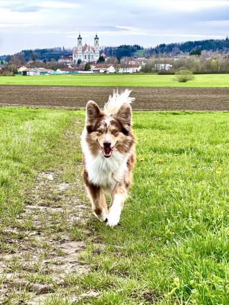 Miniature Australian Shepherd deckrüde