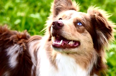 Miniature Australian Shepherd deckrüde