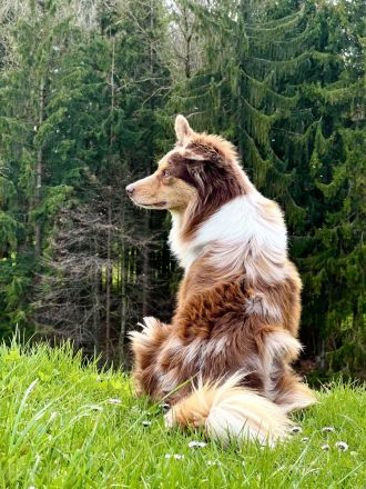 Miniature Australian Shepherd deckrüde