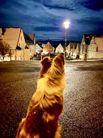 Miniature Australian Shepherd deckrüde