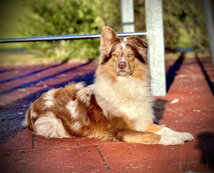 Miniature Australian Shepherd deckrüde