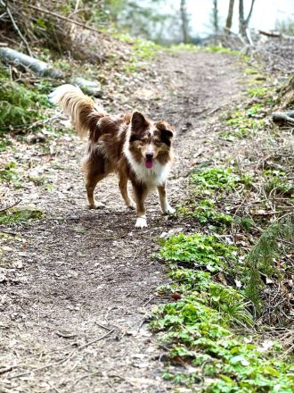 Miniature Australian Shepherd deckrüde