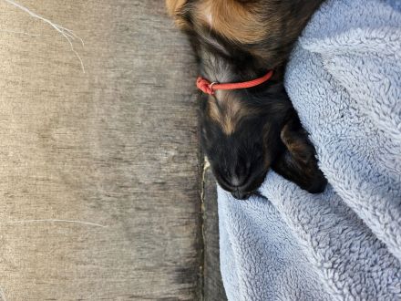 Dackelwelpen standart rot Langhaar