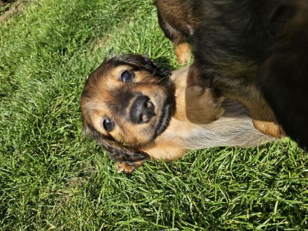 Dackelwelpen standart rot Langhaar