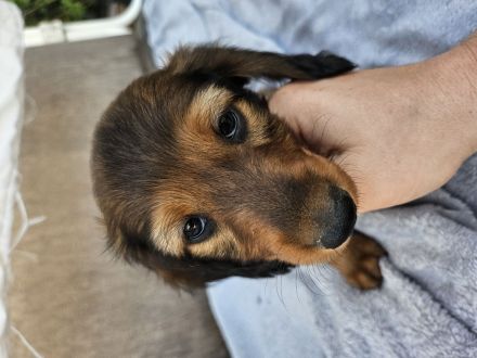 Dackelwelpen standart rot Langhaar