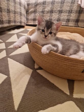 Baby Deutsche Langhaar Mix (Stuttgart)