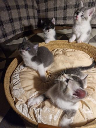 Baby Deutsche Langhaar Mix (Stuttgart)