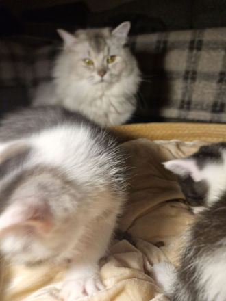 Baby Deutsche Langhaar Mix (Stuttgart)