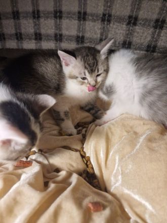 Baby Deutsche Langhaar Mix (Stuttgart)