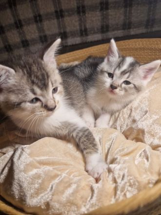 Baby Deutsche Langhaar Mix (Stuttgart)