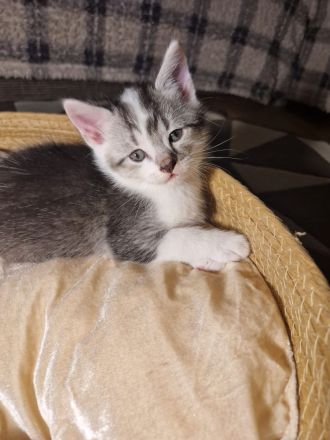 Baby Deutsche Langhaar Mix (Stuttgart)