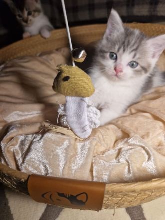 Baby Deutsche Langhaar Mix (Stuttgart)