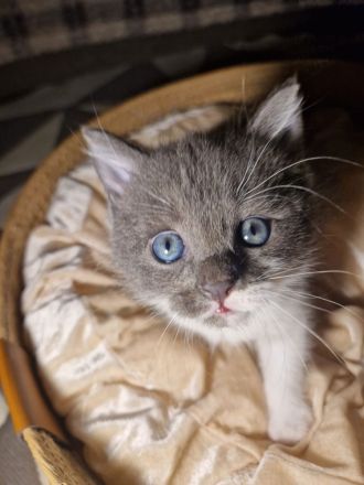 Baby Deutsche Langhaar Mix (Stuttgart)