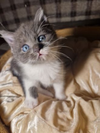 Baby Deutsche Langhaar Mix (Stuttgart)