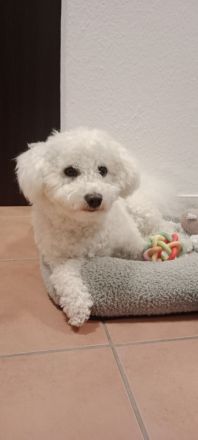 Deckrüde Bichon Frisé mit samtig weichen Fell und Deckerfahrung
