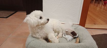 Deckrüde Bichon Frisé mit samtig weichen Fell und Deckerfahrung