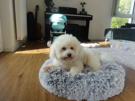 Deckrüde Bichon Frisé mit samtig weichen Fell und Deckerfahrung