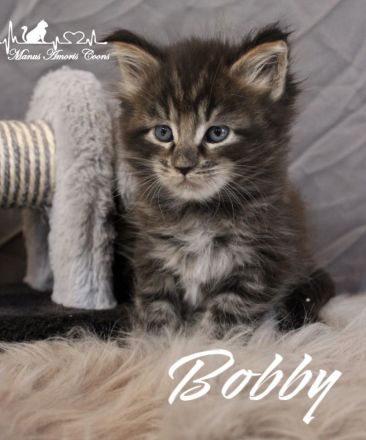 Maine coon Kitten mit Stammbaum