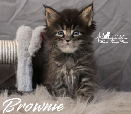 Maine coon Kitten mit Stammbaum