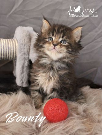 Maine coon Kitten mit Stammbaum
