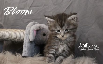 Maine coon Kitten mit Stammbaum