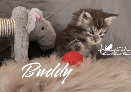 Maine coon Kitten mit Stammbaum