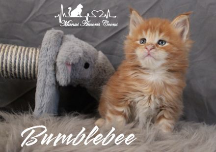 Maine coon Kitten mit Stammbaum
