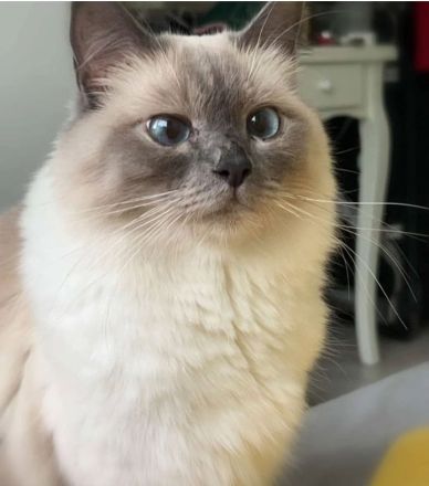 Heilige Birma Deckkater gesucht