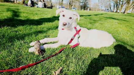 Pyrenäenberghund Mischling