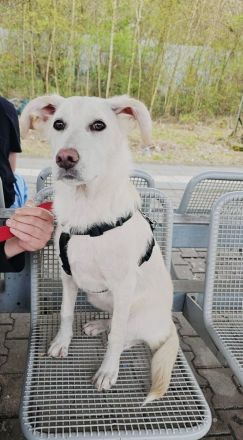 Pyrenäenberghund Mischling