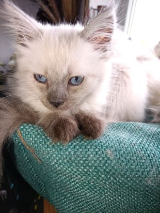 3 weibliche und 1 männlicher reinrassige Neva Masquarede Kitten