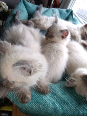 3 weibliche und 1 männlicher reinrassige Neva Masquarede Kitten