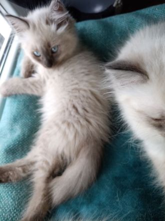 3 weibliche und 1 männlicher reinrassige Neva Masquarede Kitten