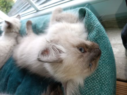 3 weibliche und 1 männlicher reinrassige Neva Masquarede Kitten