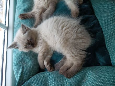 3 weibliche und 1 männlicher reinrassige Neva Masquarede Kitten