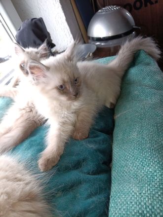 3 weibliche und 1 männlicher reinrassige Neva Masquarede Kitten