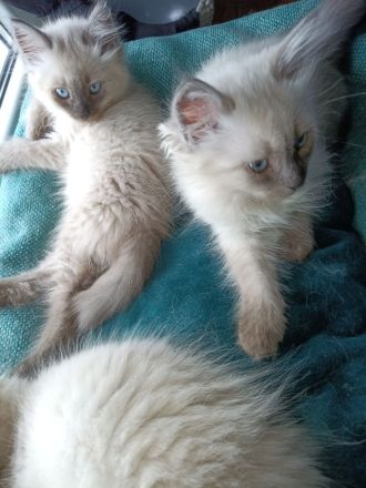 3 weibliche und 1 männlicher reinrassige Neva Masquarede Kitten