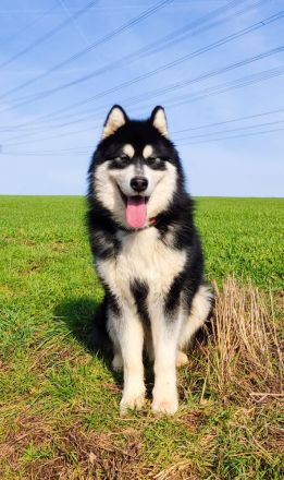 Wurfankündigung - Alaskan Malamute Welpen, mit Ahnentafel, Ende Mai 2024