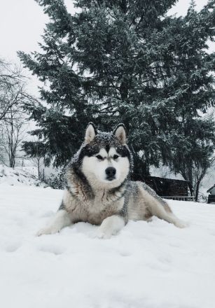 Wurfankündigung - Alaskan Malamute Welpen, mit Ahnentafel, Ende Mai 2024