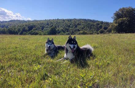Wurfankündigung - Alaskan Malamute Welpen, mit Ahnentafel, Ende Mai 2024