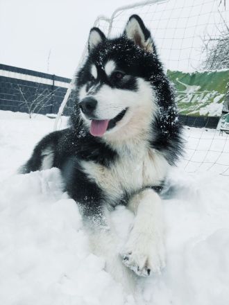 Wurfankündigung - Alaskan Malamute Welpen, mit Ahnentafel, Ende Mai 2024