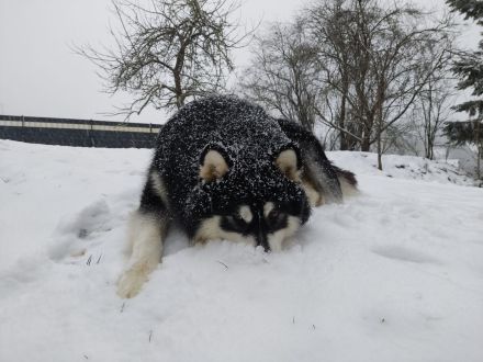 Wurfankündigung - Alaskan Malamute Welpen, mit Ahnentafel, Ende Mai 2024