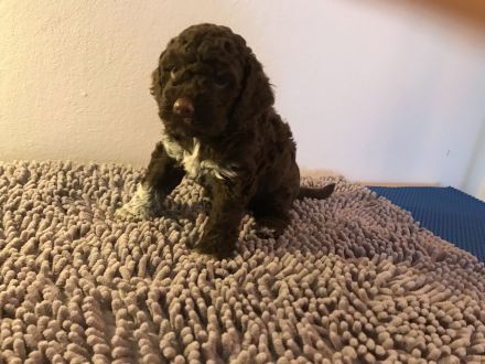 Lagotto Romagnolo Welpen 30.04.2024