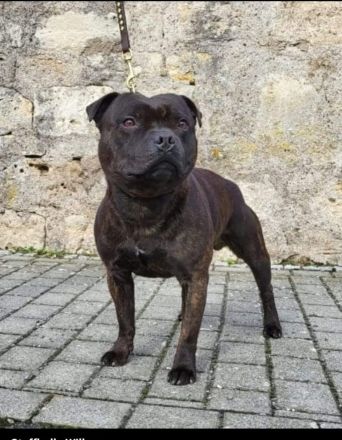 Staffordshire Bullterrier Welpen
