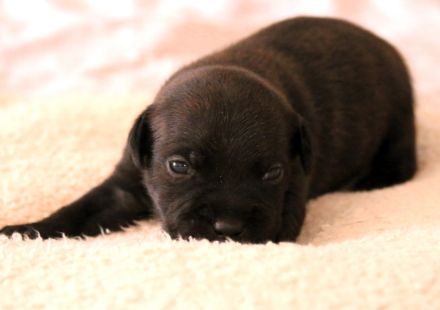 Staffordshire Bullterrier Welpen