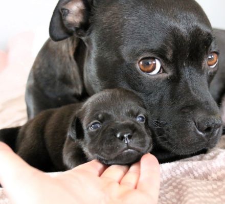 Staffordshire Bullterrier Welpen