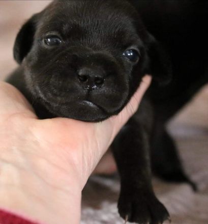 Staffordshire Bullterrier Welpen